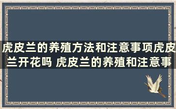 虎皮兰的养殖方法和注意事项虎皮兰开花吗 虎皮兰的养殖和注意事项